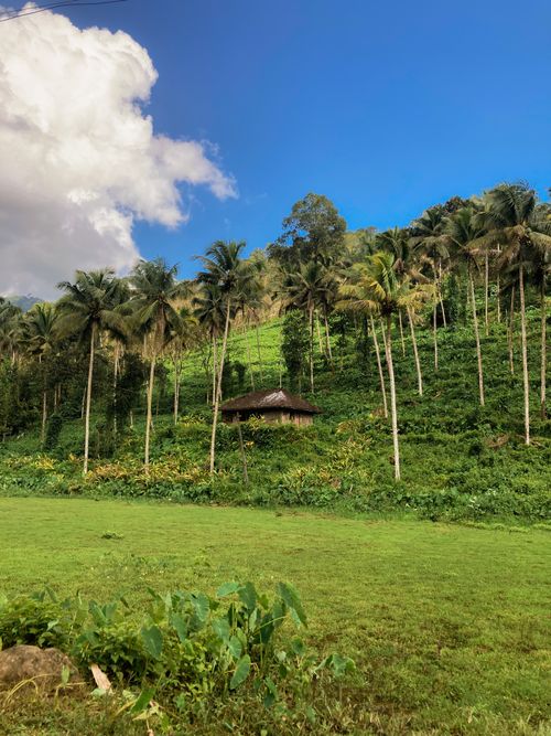 Free Lush palm trees on a hillside with a rustic hut under a blue sky. Stock Photo