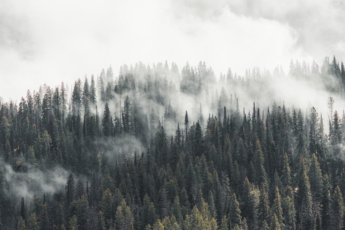 Photo of a Foggy Forest · Free Stock Photo
