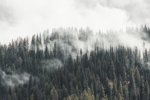 Fotos de stock gratuitas de arboles, bosque, con niebla