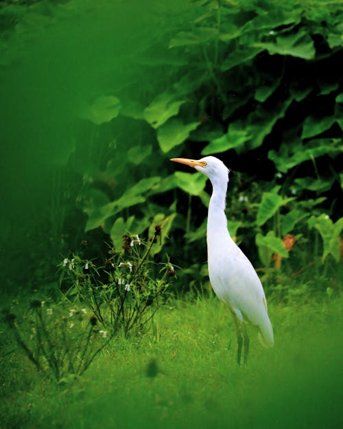 Crane in Nature