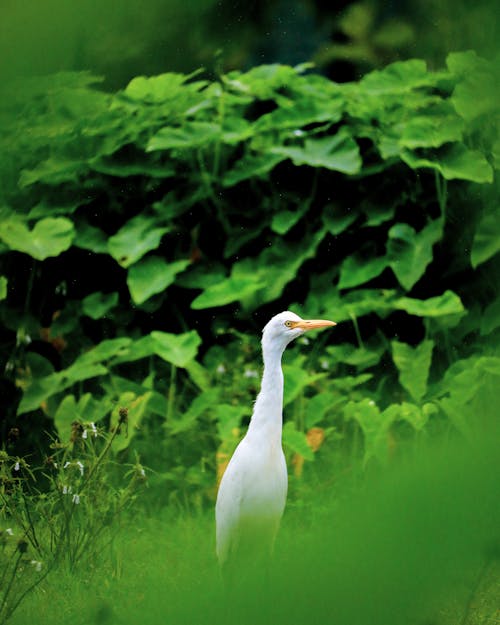 White Bird on Green Grass