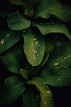 Close-up of vibrant green leaves with water droplets, captured in a tropical environment after rainfall.