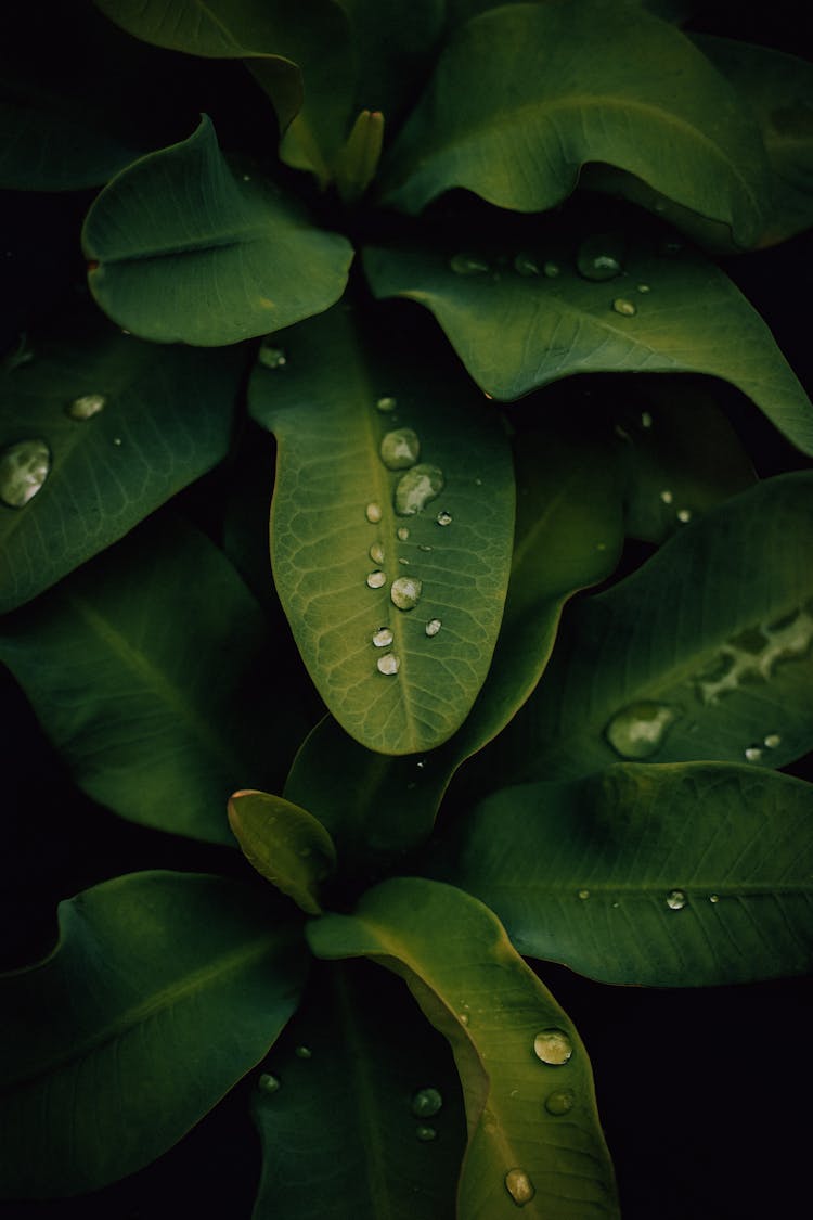 Close-up Of Tropical Green Leaves With Water Droplets 