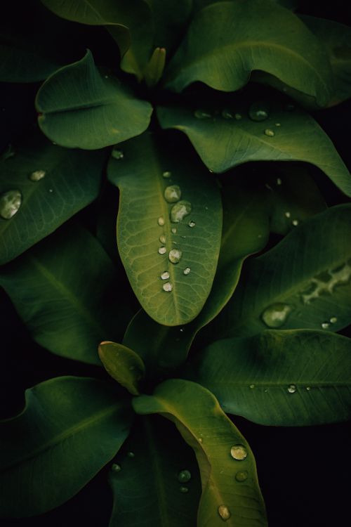 Free Close-up of vibrant green leaves with water droplets, captured in a tropical environment after rainfall. Stock Photo