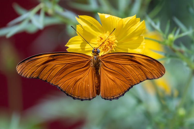 Close-Up Photo Of A Julia Butterfly On A Yellow Flower