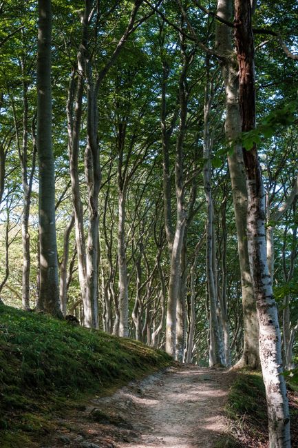 A peaceful nature trail winding through lush, sunlit forest trees.