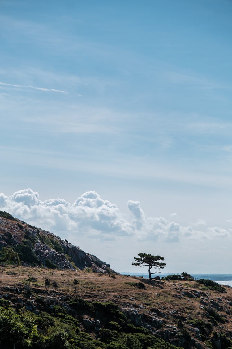 Tree Against The Sky On A Mountain