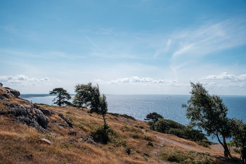 Immagine gratuita di acqua, alberi, campo