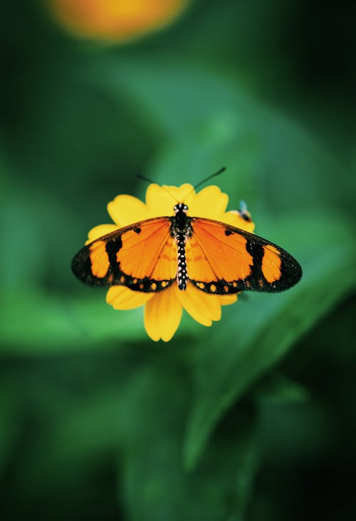 Close-Up Photo of a Yellow Butterfly perched on Flower