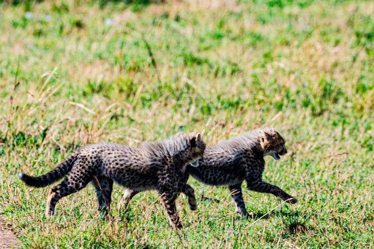 Cheetah Cubs Running On A Field