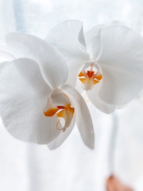 Ingyenes stockfotó függőleges lövés, közelkép, lepke orchidea témában Stockfotó
