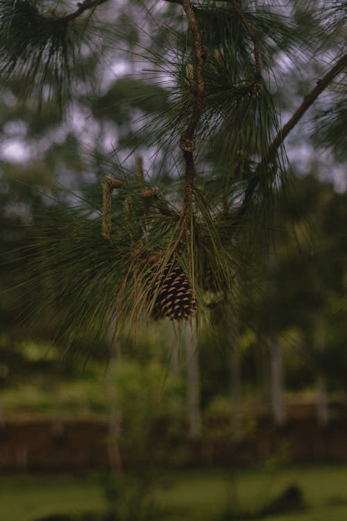 Needles and Pine Cones on Branch