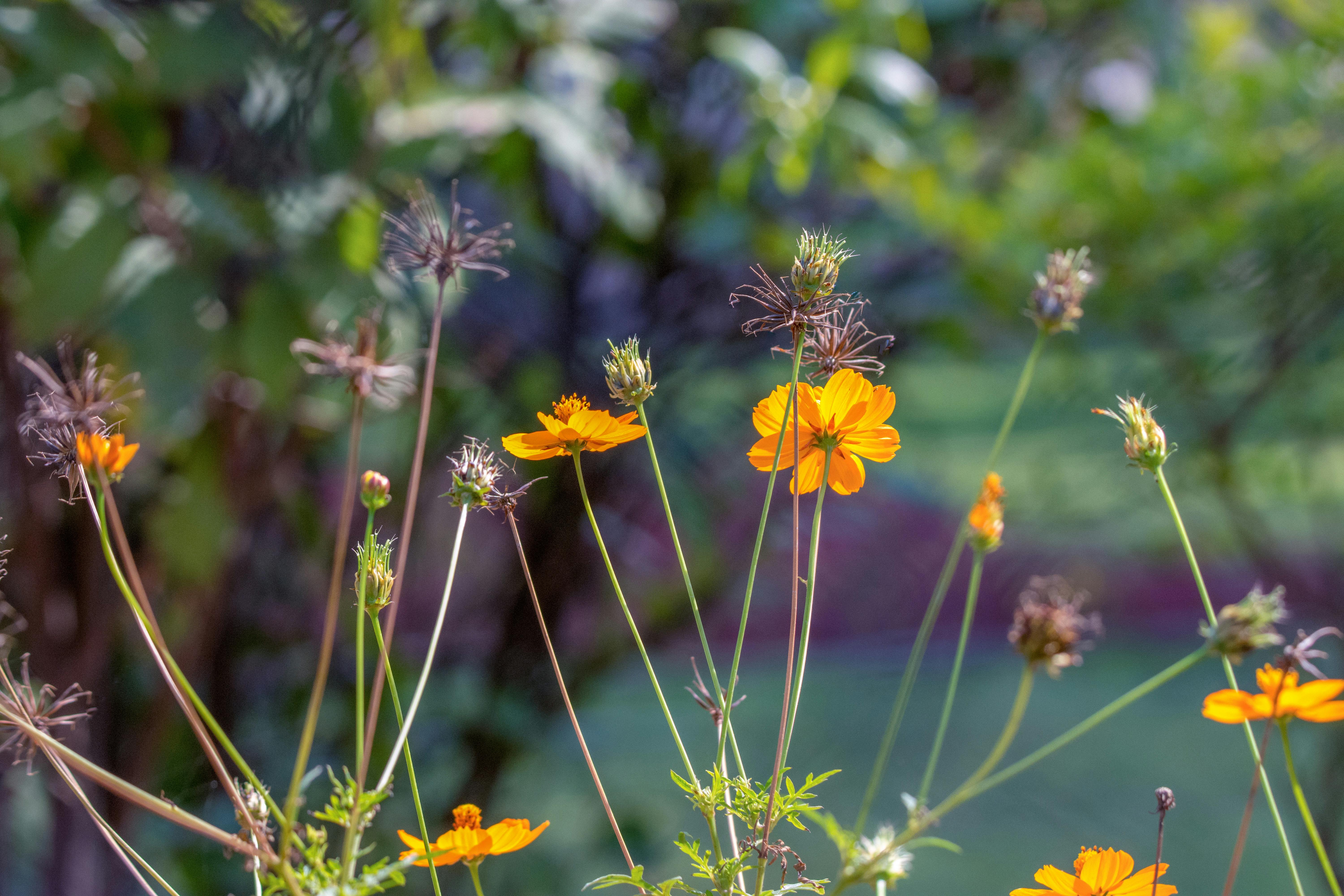 Free Stock Photo Of Cool Wallpaper Flowers Morning Glory