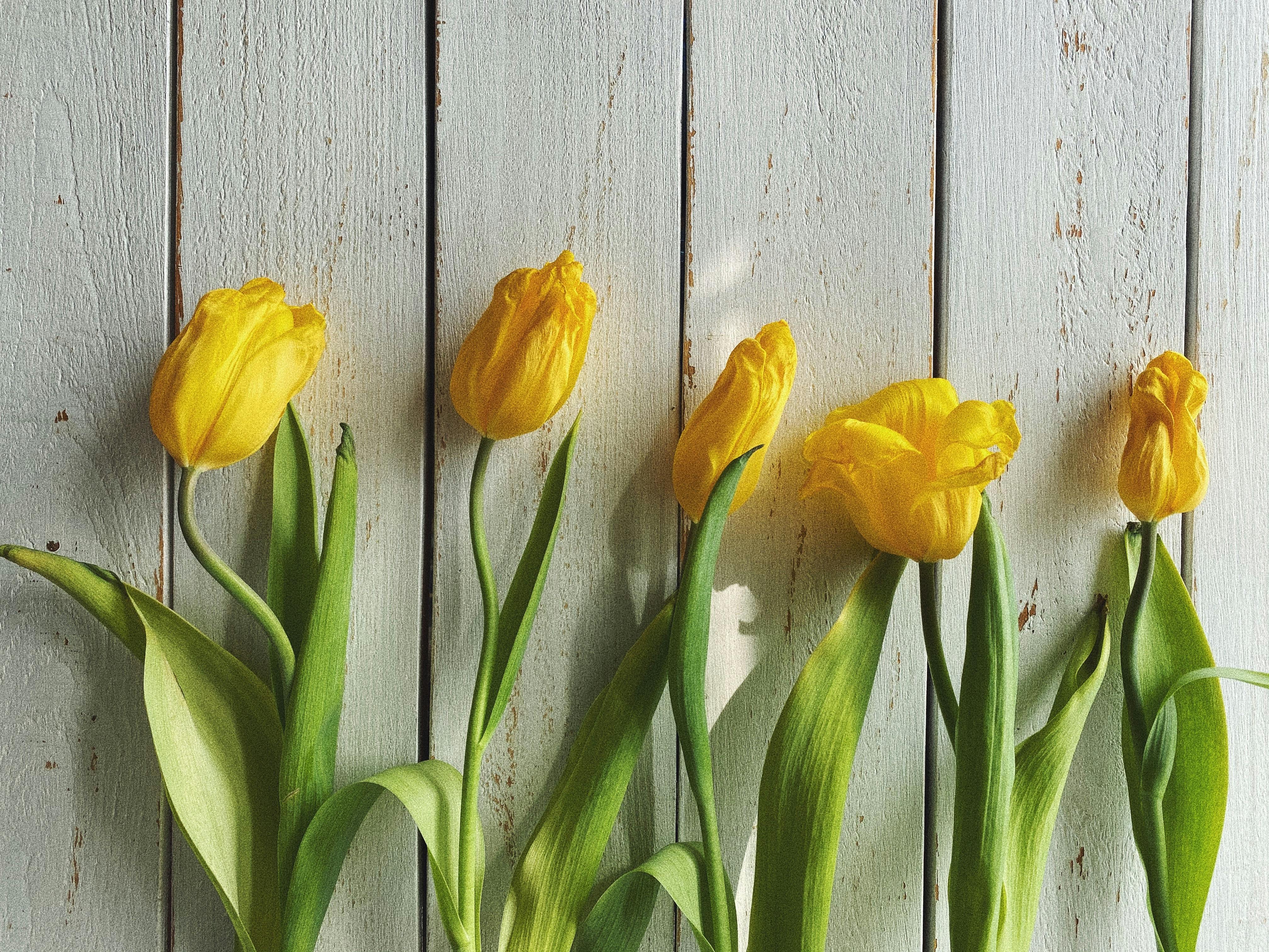 Five bright yellow tulips against a rustic wooden surface, capturing a fresh and lively mood.