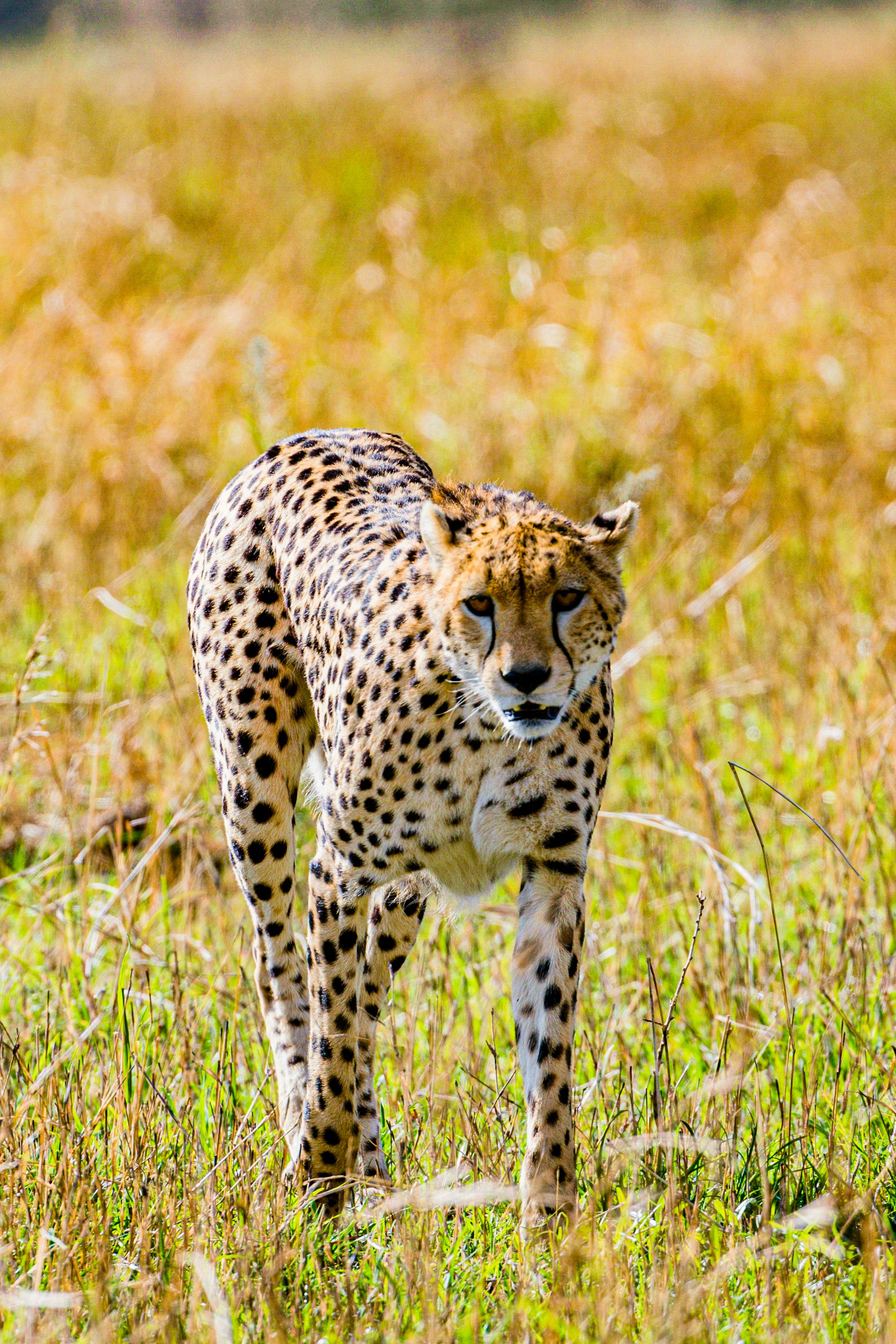grassland cheetah