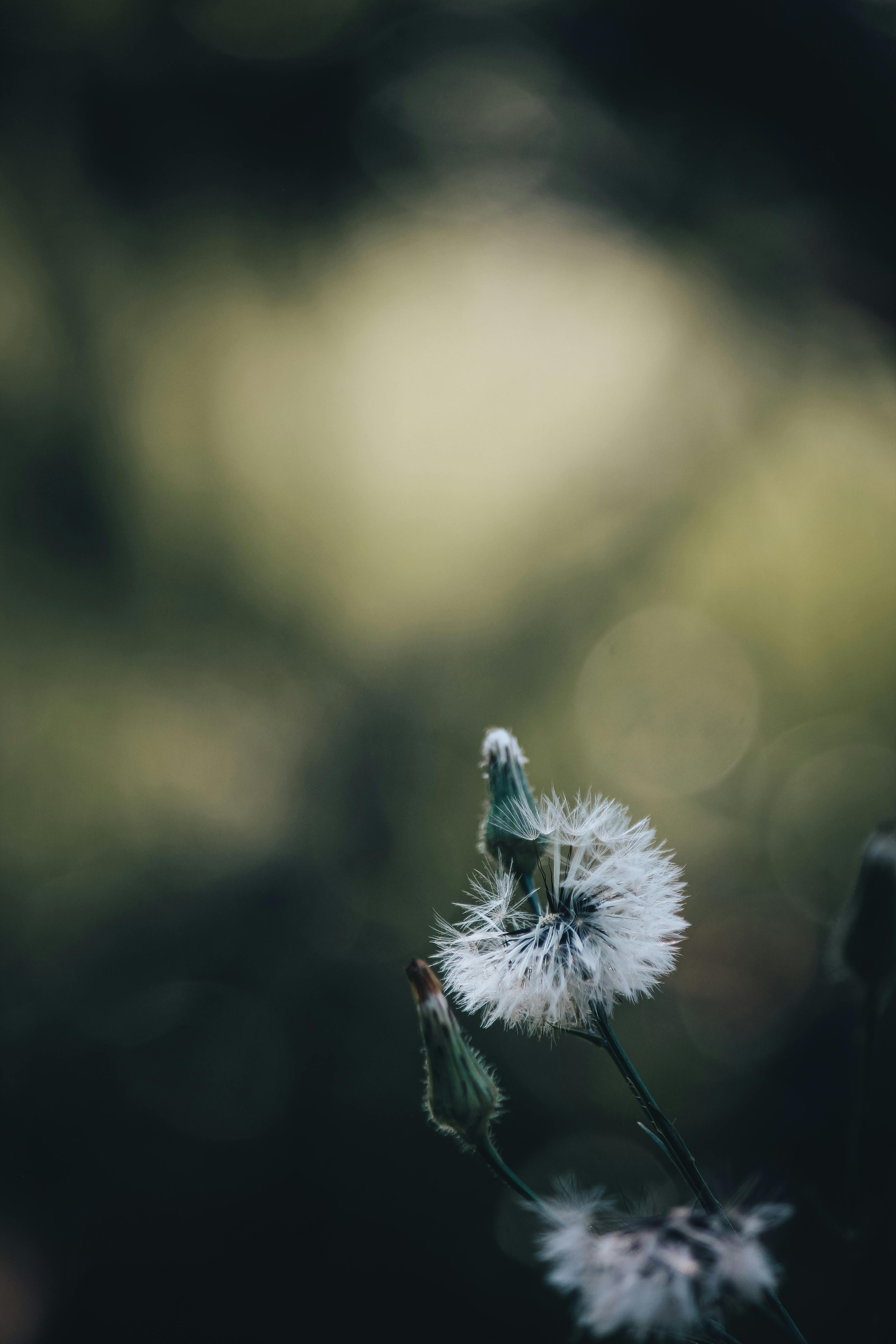 Δωρεάν στοκ φωτογραφιών με bokeh, αγριολούλουδο, ανάπτυξη Φωτογραφία από στοκ φωτογραφιών