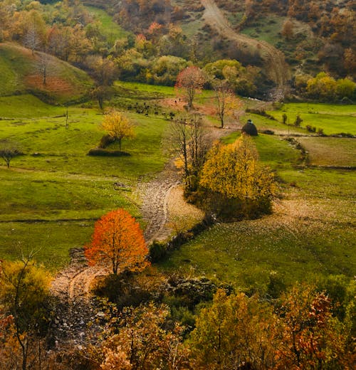 Foto profissional grátis de Albânia, árvores, campo