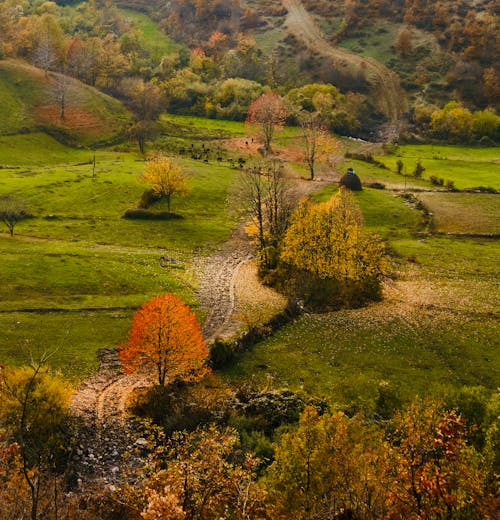 Green Grass Field With Trees