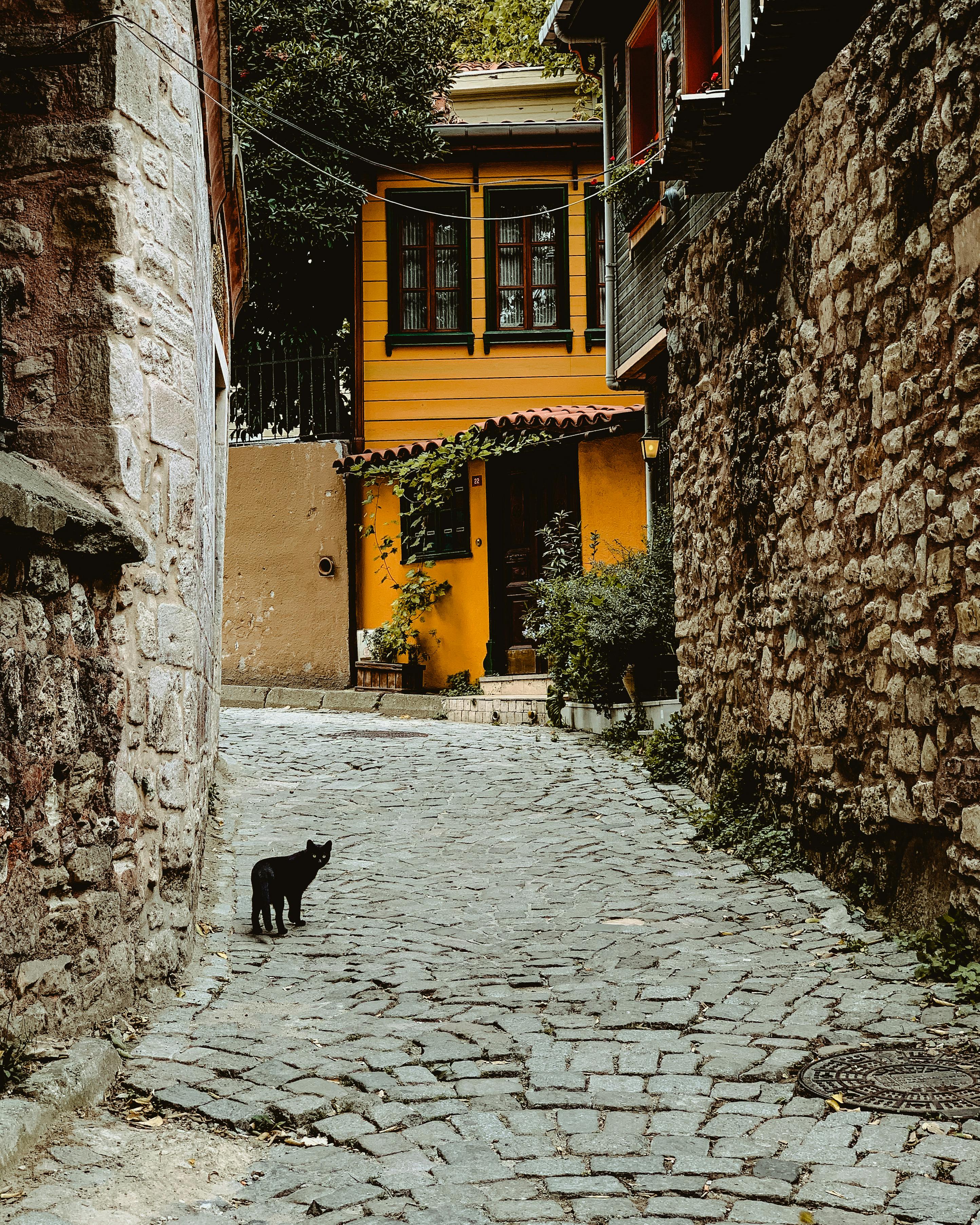 A picturesque cobblestone alley featuring a curious black cat and vibrant yellow buildings.