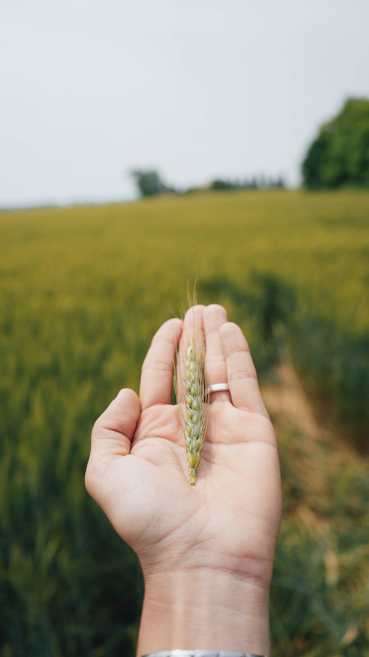 A Wheat On A Hand Of A Person In A Grass Field