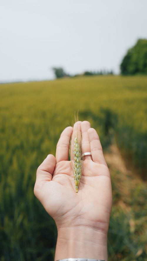 Free A hand holding a wheat stalk in a lush green field in Veneto, Italy. Stock Photo