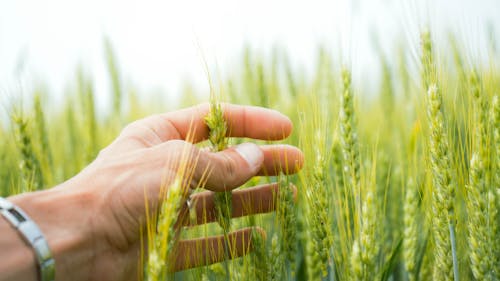 Close-up of Man Touching Green Wheat 