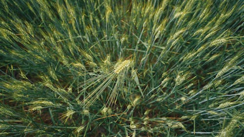 オーバーヘッドショット, ライ麦, 小麦畑の無料の写真素材