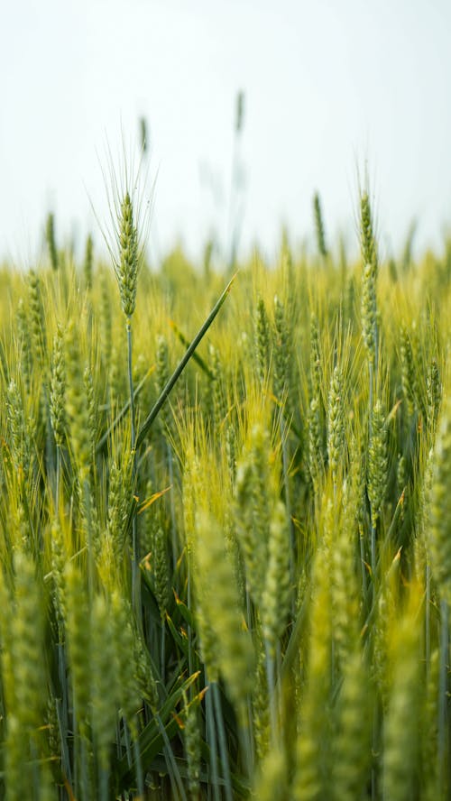 Fotos de stock gratuitas de agrícola, arroz, campo