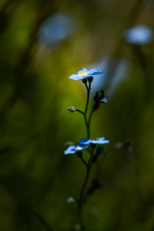 Blue and Yellow Flower in Tilt Shift Lens