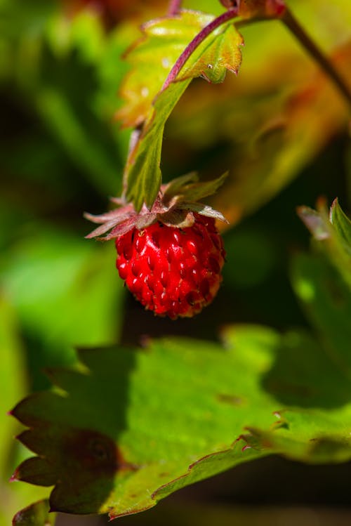 Kostenloses Stock Foto zu blatt, blume, frisch