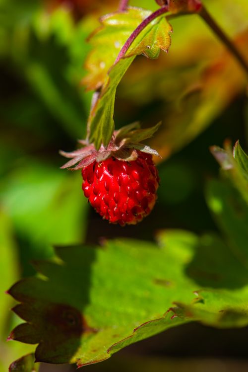 Free Detailed close-up of a ripe wild strawberry hanging with lush green leaves. Stock Photo