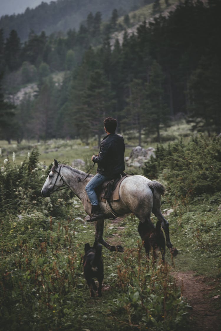 Person On Horse And With Dog Among Trees