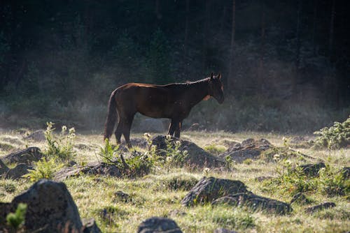 Gratis stockfoto met boerderijdier, bruin paard, dierenfotografie