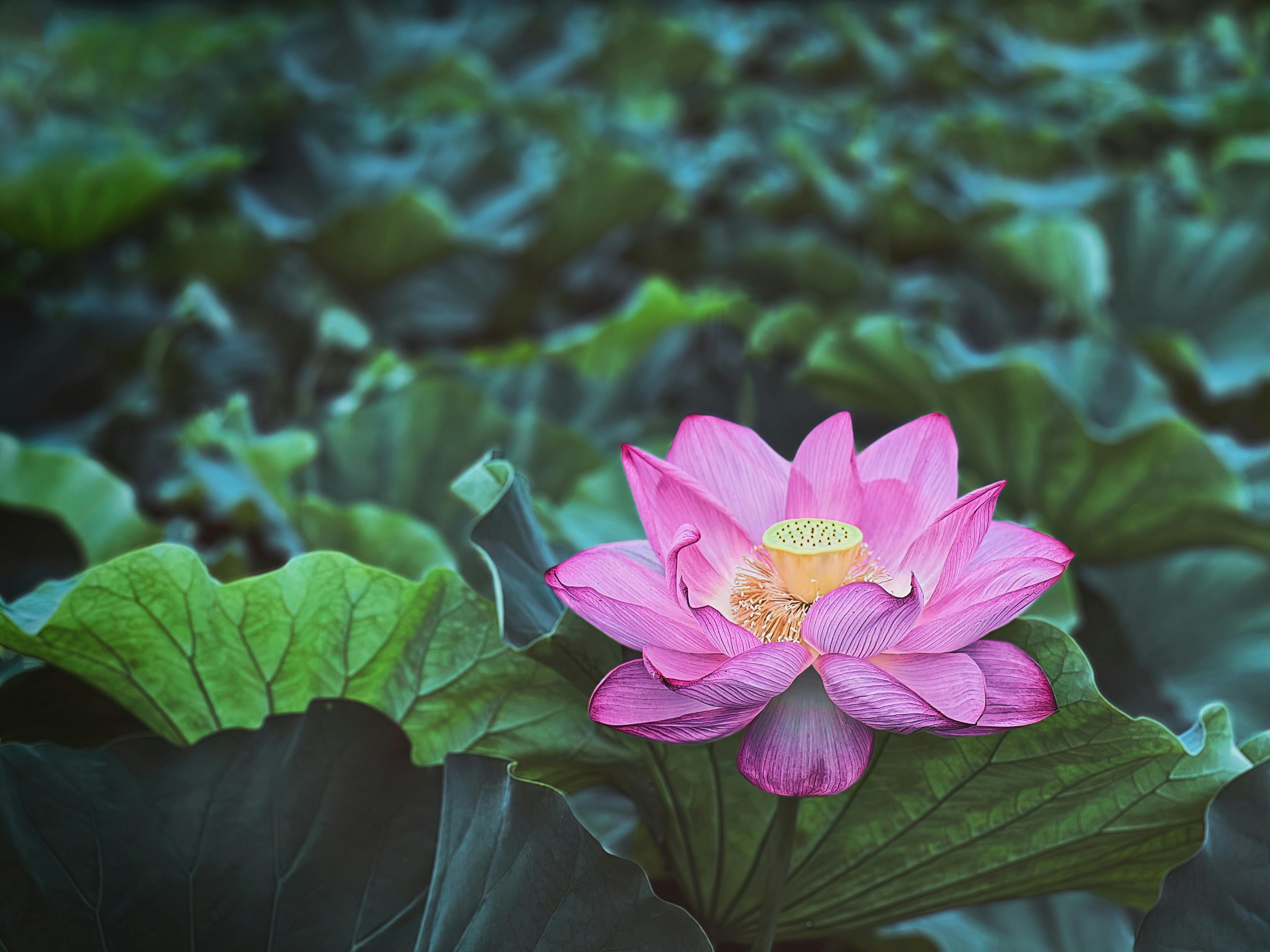 2,000+ Best Lotus Photos · 100% Free Download · Pexels Stock Photos
