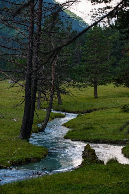 Immagine gratuita di alberi, campo d'erba, corpo d'acqua