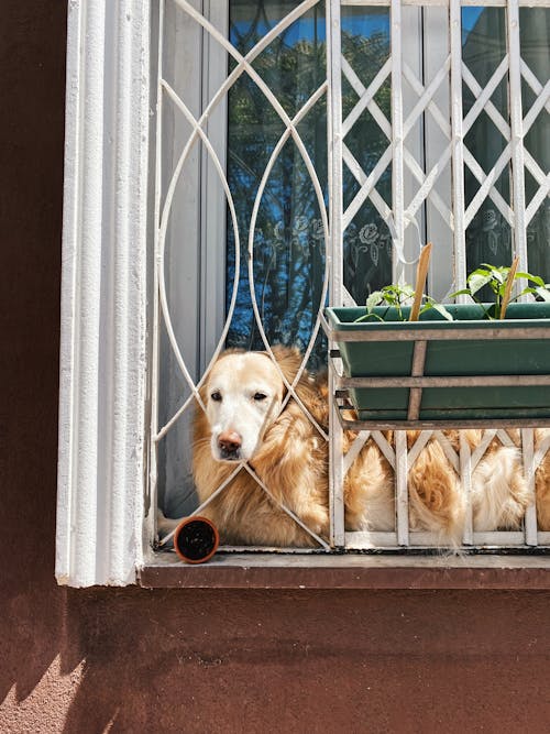 A Golden Retriever Dog on the Window