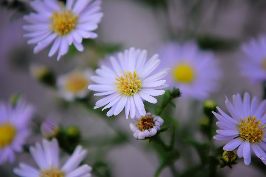 Fotografi Fokus Dangkal Bunga Daisy