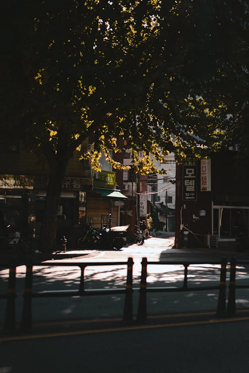 Trees and Shadow over Street in Town