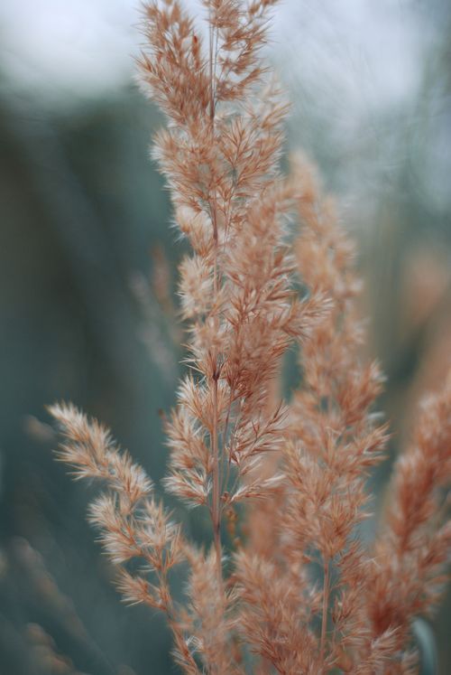 Free A delicate close-up of golden pampas grass with a blurred background, showcasing nature's elegance. Stock Photo