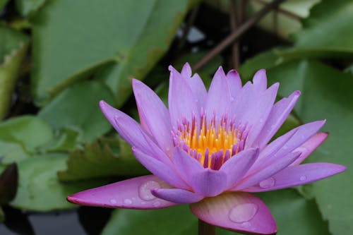 Photo of a Purple Water Lily with Water Droplets