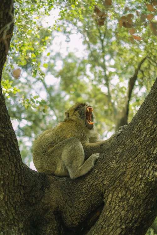 Yawning Monkey Sitting on a Tree