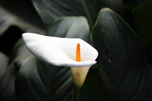 Close-Up Photograph of a White Arum Lily