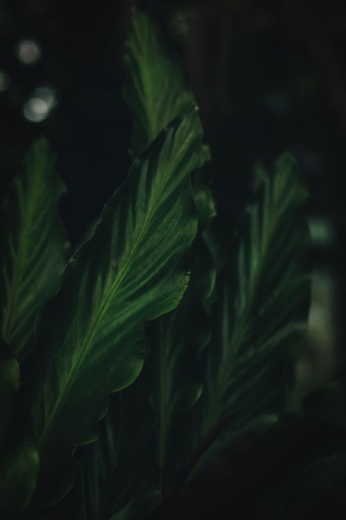Free Moody and dark close-up shot of lush green Calathea leaves in minimal light, emphasizing texture and structure. Stock Photo