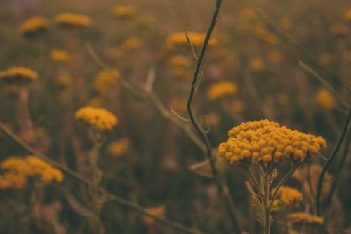 Free Close-up of yellow wildflowers in a field, showcasing nature's beauty at dusk with a moody atmosphere. Stock Photo