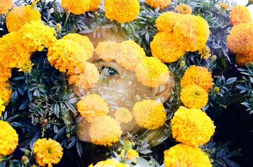 Безкоштовне стокове фото на тему «жінка, квітучий, краса»