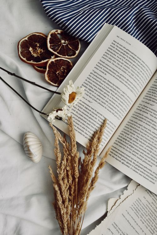 Free Open book with dried flowers and fruits on a soft surface, creating an aesthetic reading scene. Stock Photo