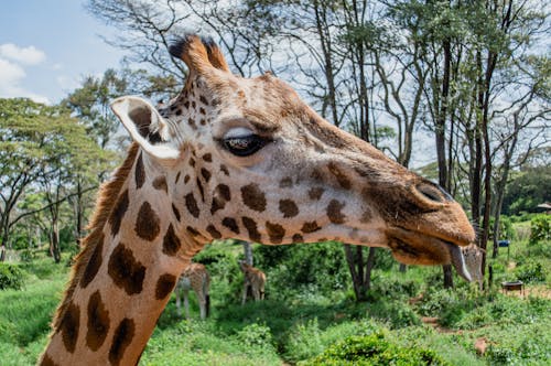 Cheeky Giraffe