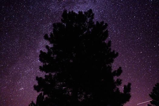 Starry night sky with a tree silhouette, perfect for celestial themes.