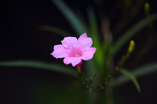 핑크 멕시코 피튜니아 꽃 선택적 초점 사진