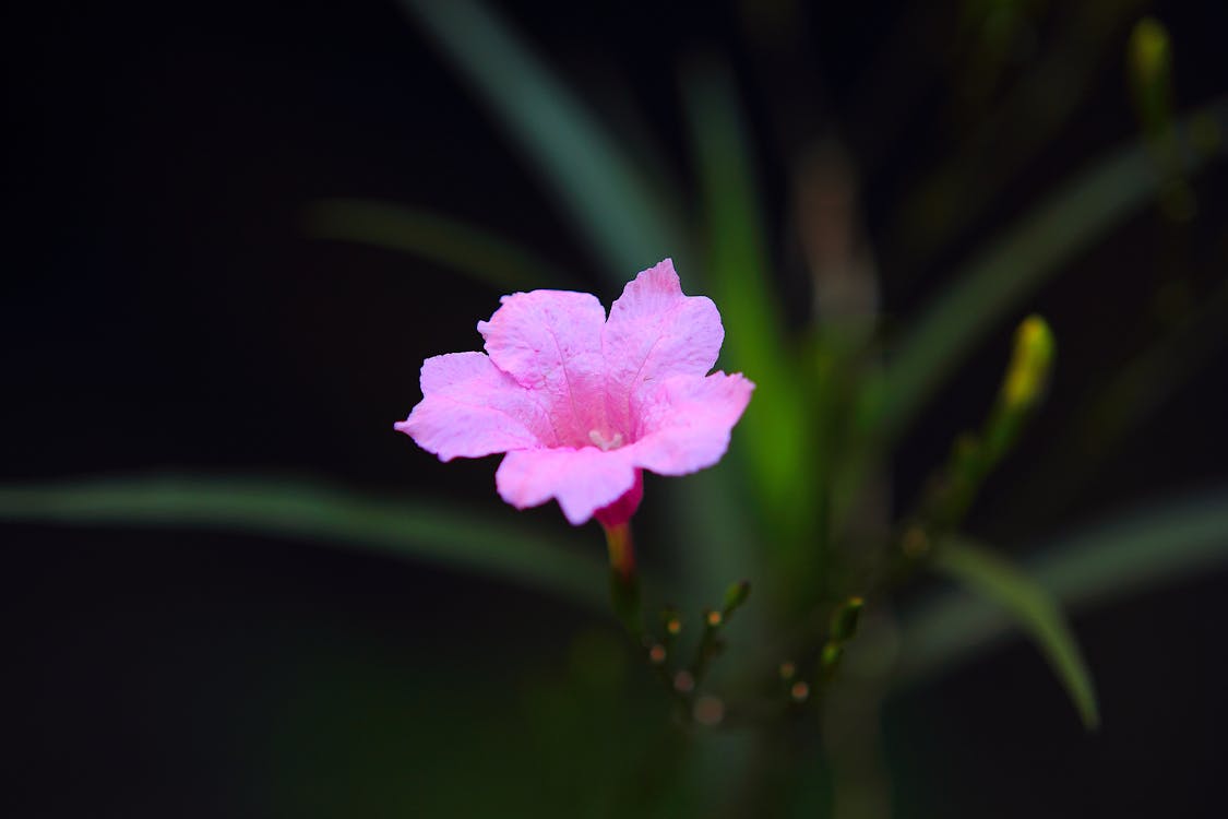 Bezpłatne Różowy Kwiat Petunii Meksykańskiej Fotografia Z Selektywną Ostrością Zdjęcie z galerii
